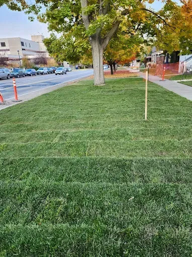 A lush green lawn with a tree in the middle of it.