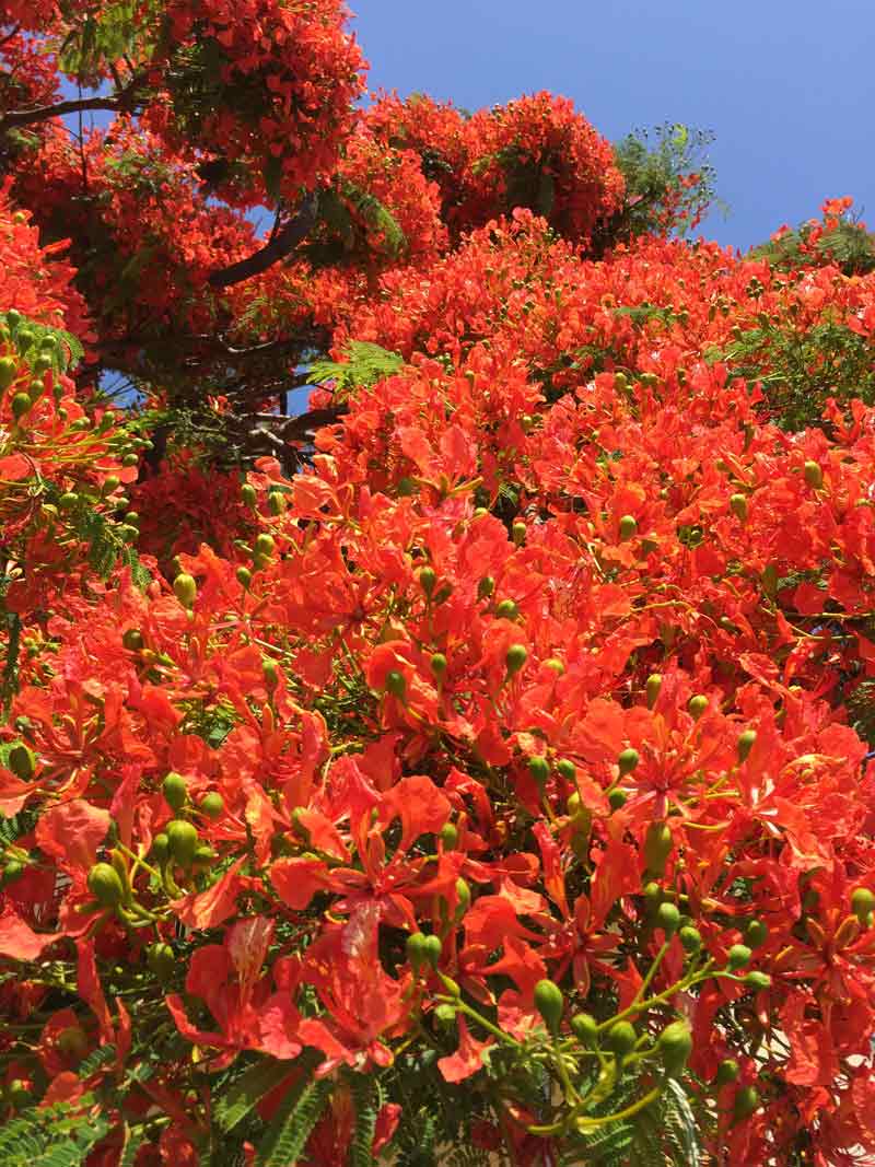 tree with bright red leaves