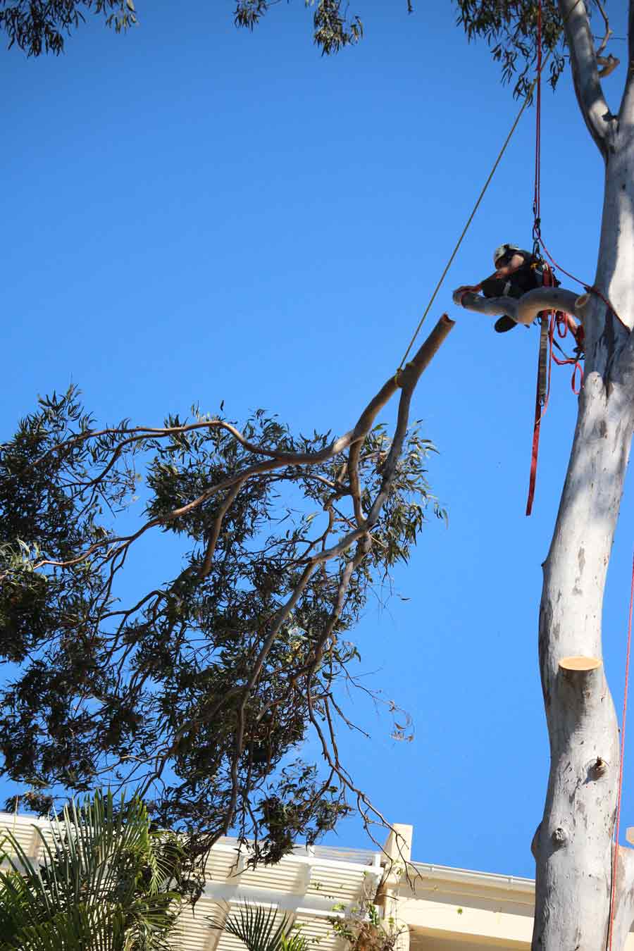 severed tree limb tied to rope