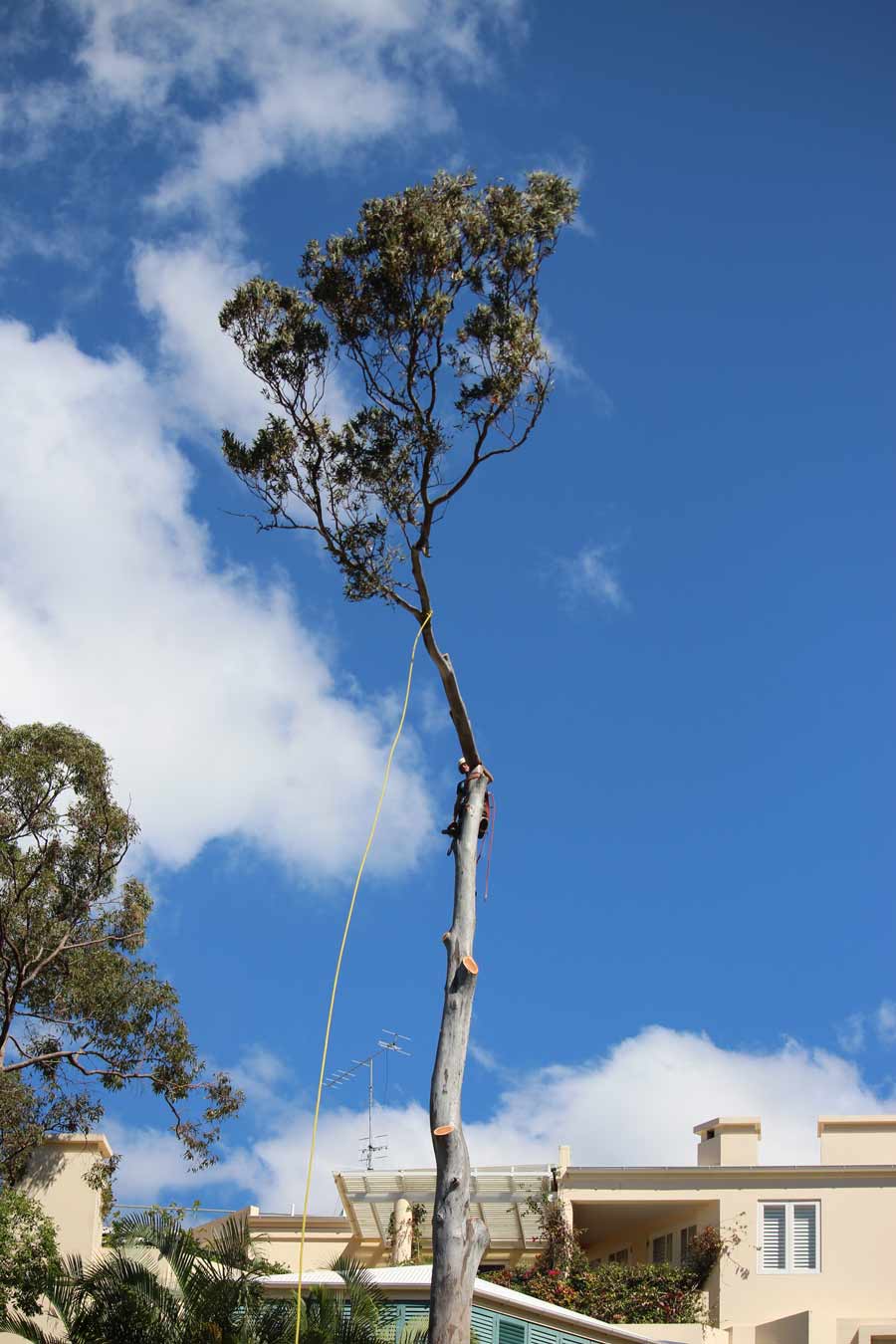 rope around a thin tree