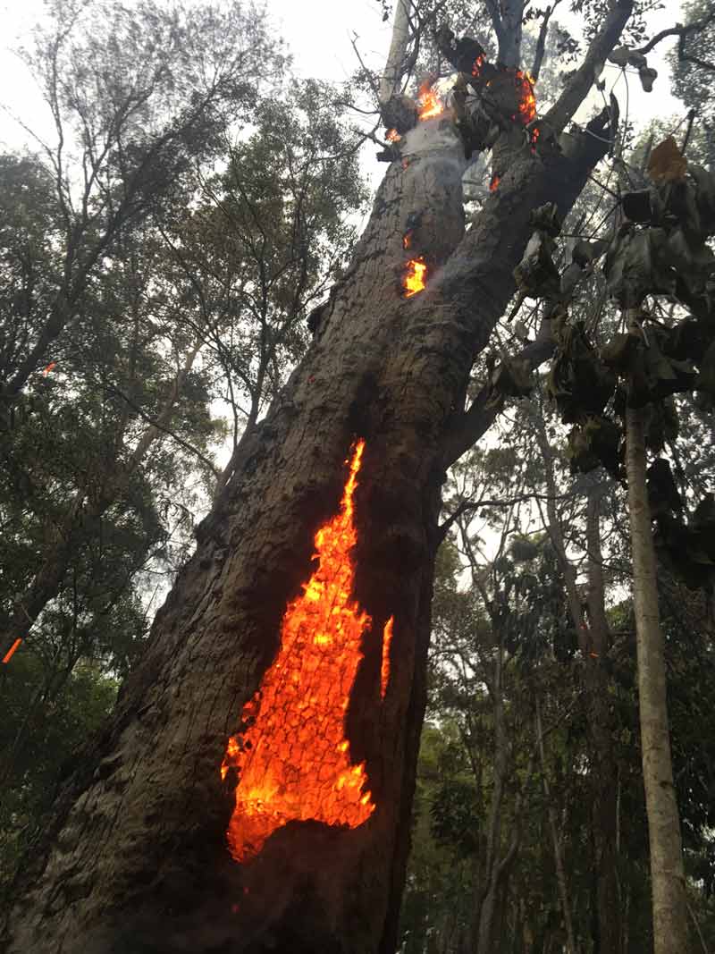 tree burning from the inside