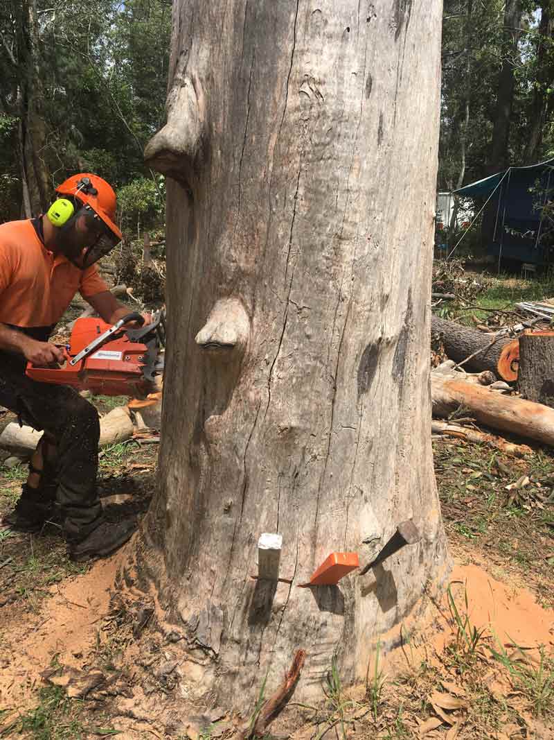 man sawing down tree