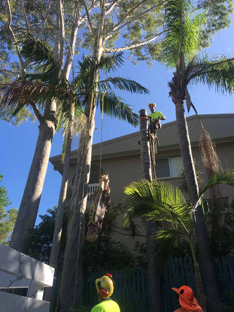man in tree with no top
