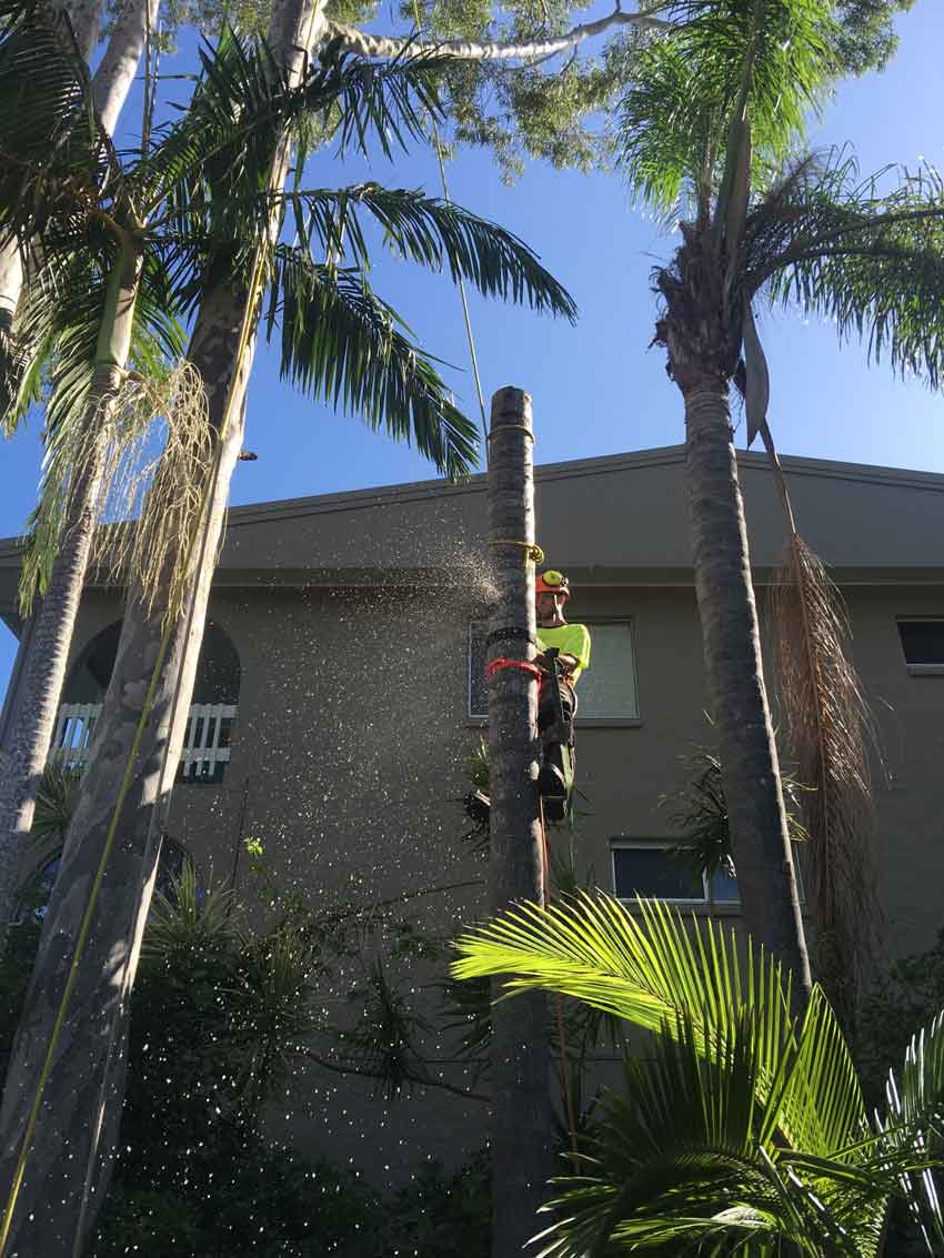 man in tree cutting it down