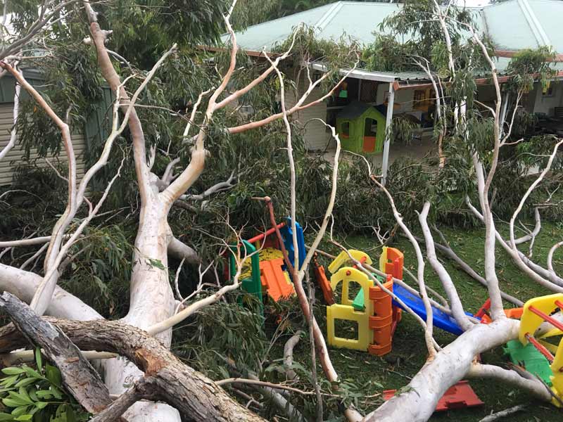 tree that has fallen down