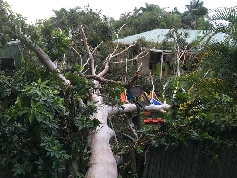 tree that has crashed into a yard