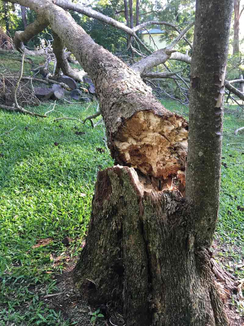 tree that has broken an fallen over