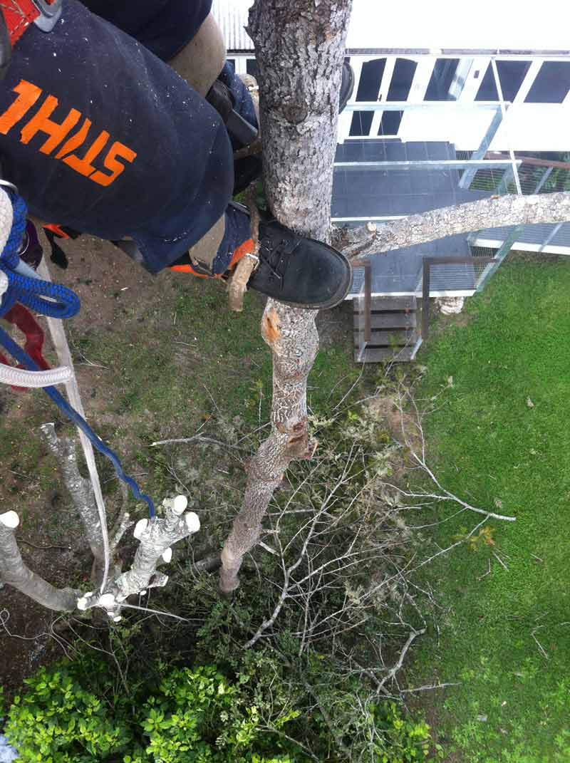 point of view of tree cutter looking down