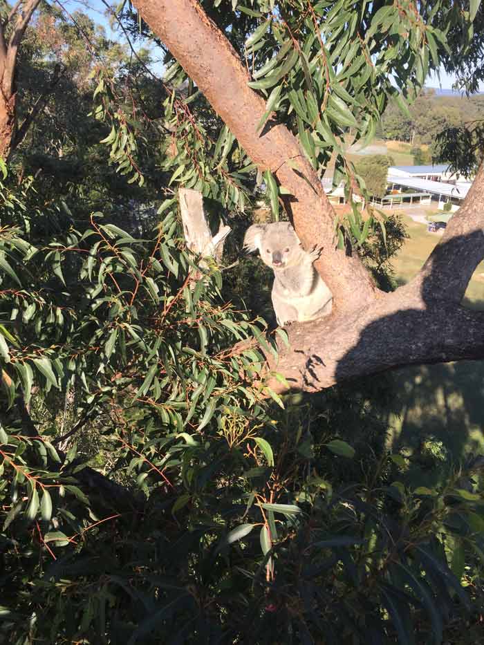 koala in a tree