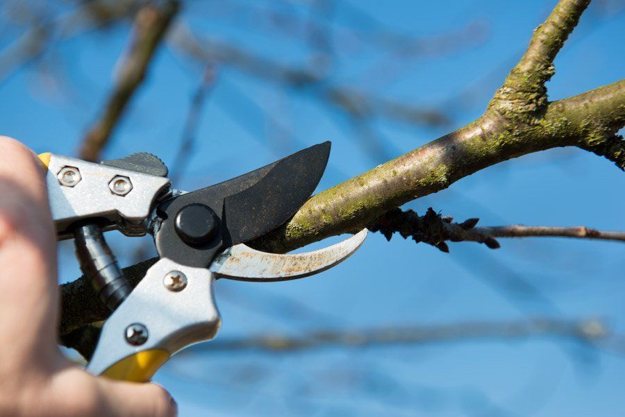 tree trimming