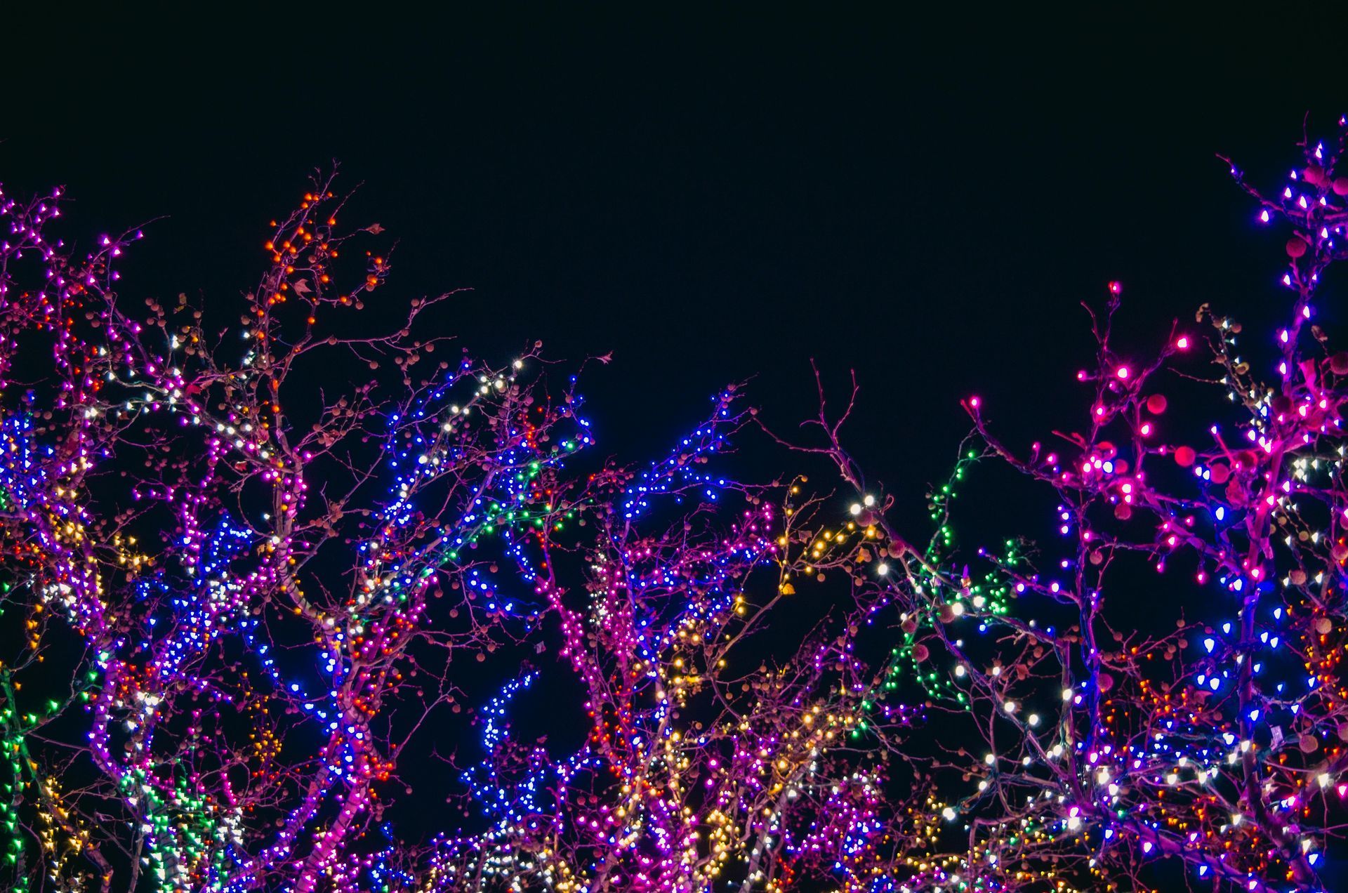 Trees covered in colorful Christmas lights against a dark night sky.