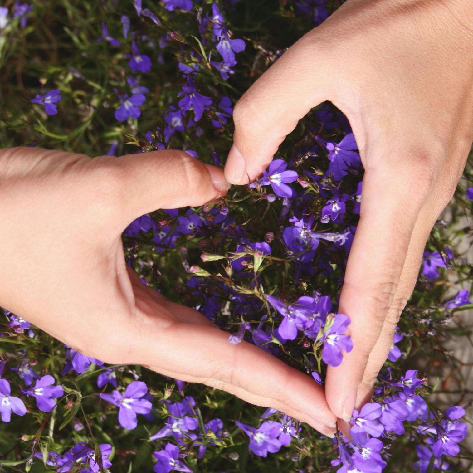 Hands in the shape of a heart on a background of lavender flowers