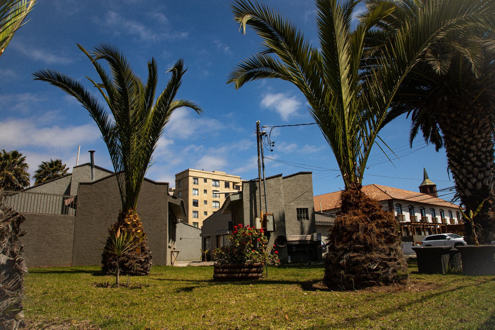 A row of palm trees in front of a building