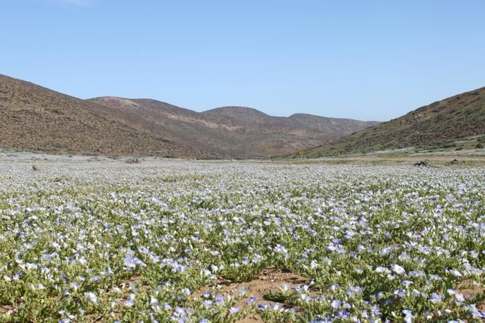 Flores del desierto florido
