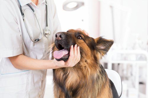 medico mentre controlla cane bocca in una clinica