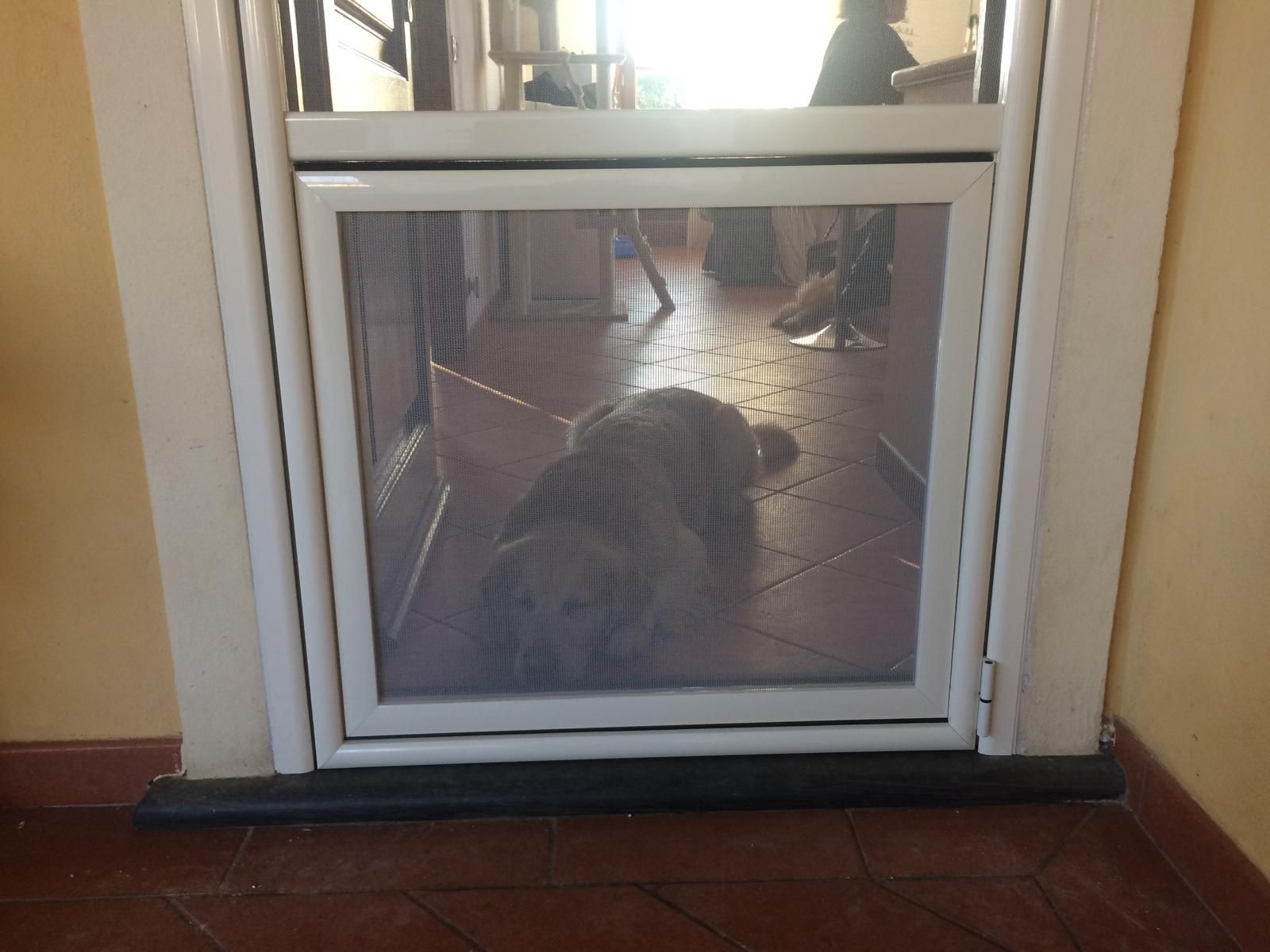 Due cani dietro una porta a zanzariera. Sullo sfondo si vede una persona.