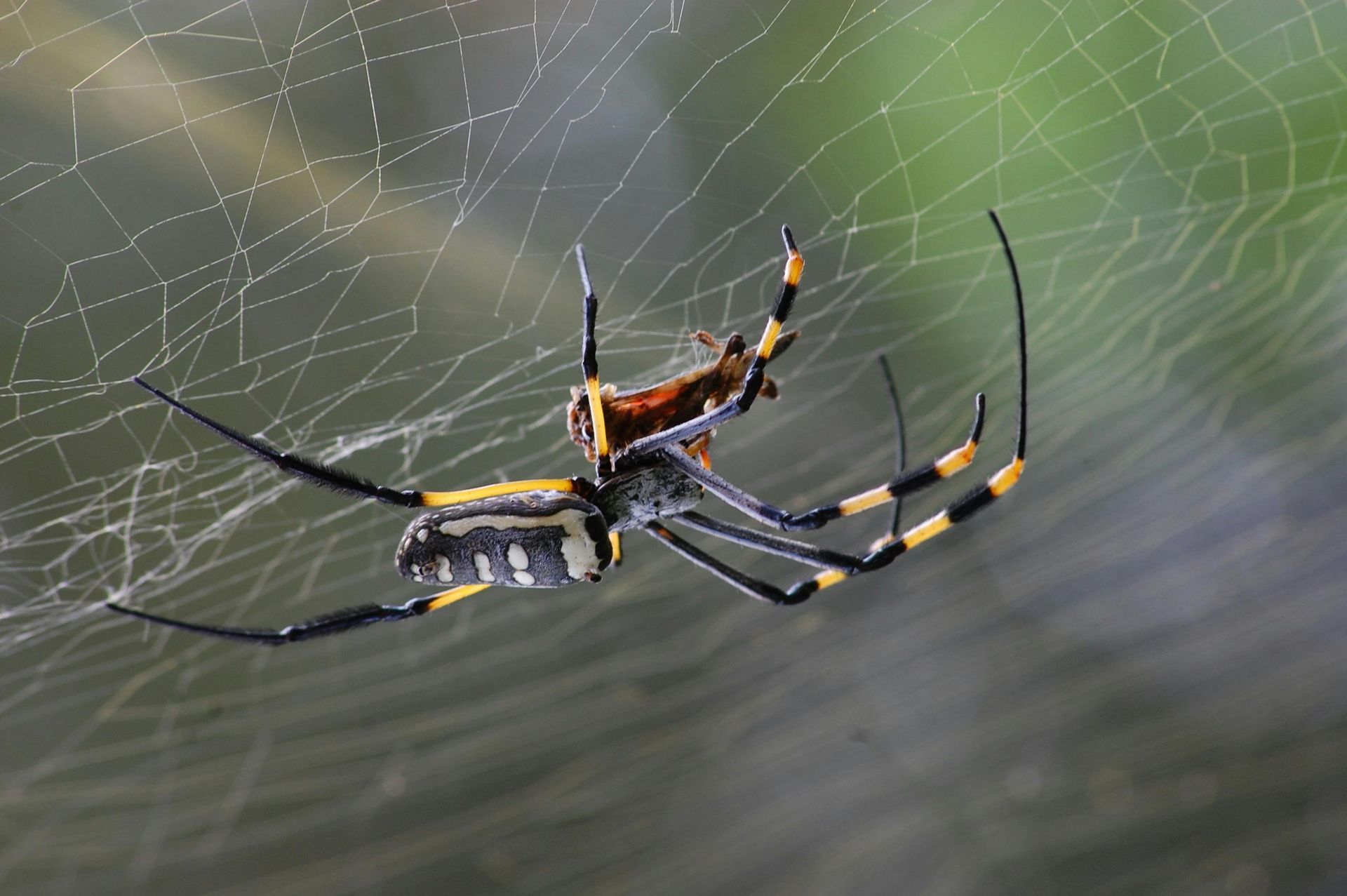 A black and yellow spider is sitting on a web.
