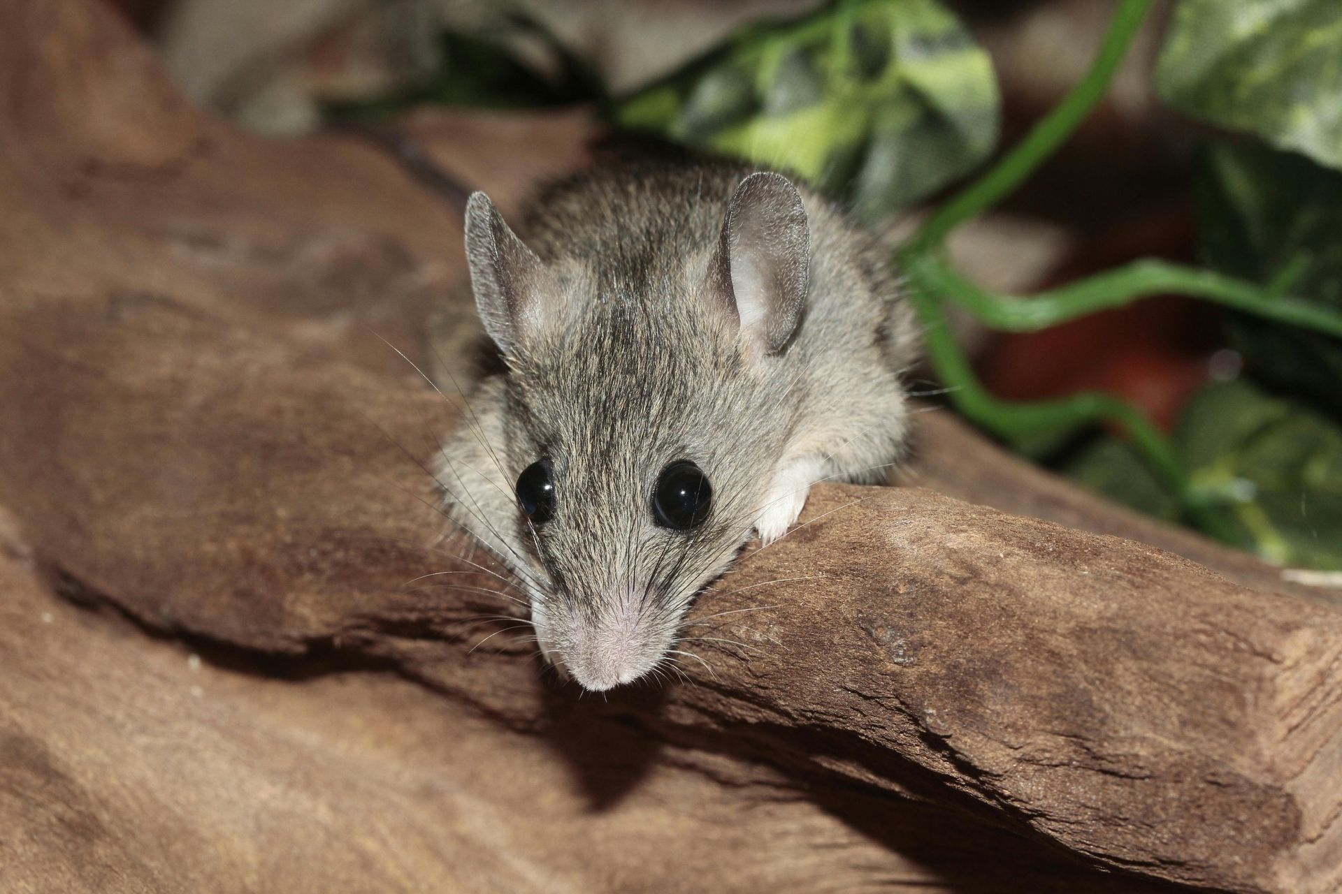 A small mouse is sitting on a piece of wood