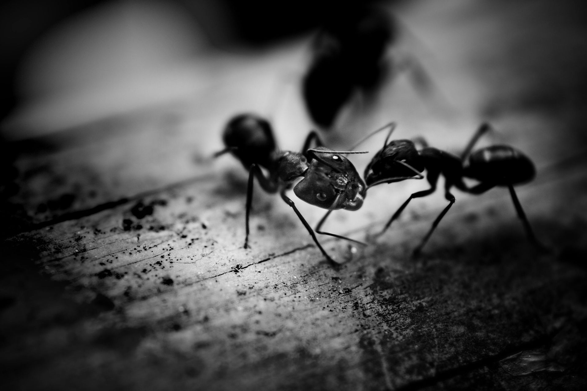 A black and white photo of two ants standing next to each other on a table.