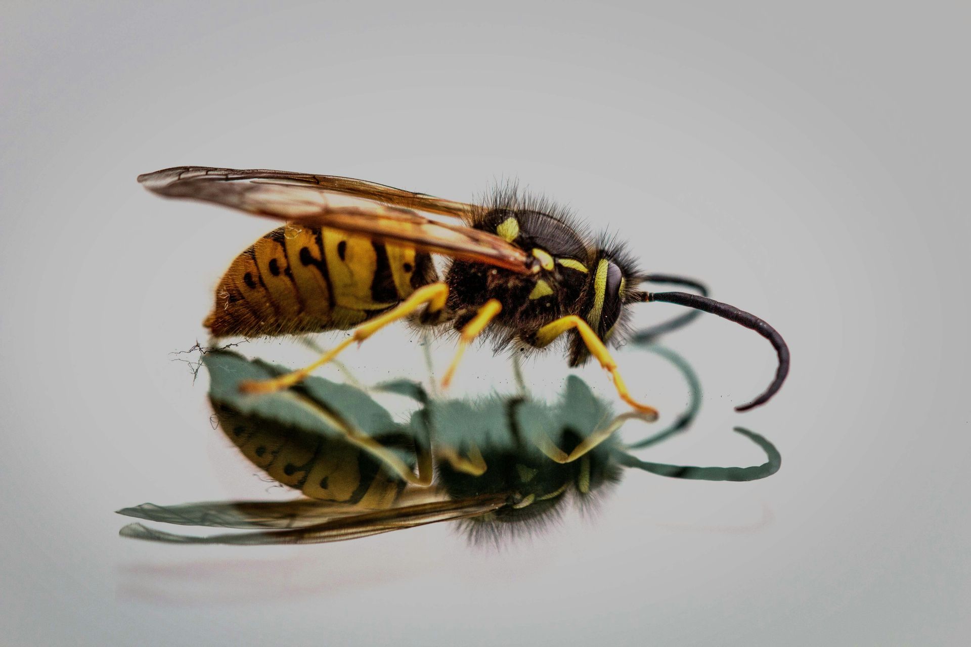A close up of a wasp sitting on a green leaf.