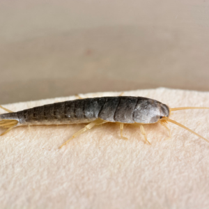 A silverfish is sitting on a piece of paper.