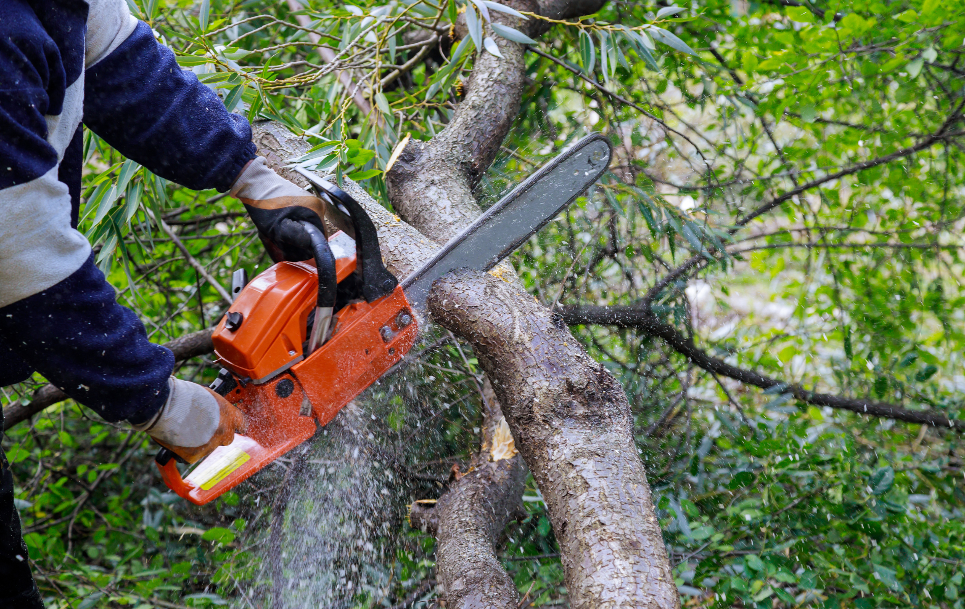 A person wearing gloves cuts a tree branch with an orange chainsaw, outdoors. Sawdust flies.