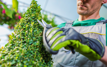 A gardener in gray overalls and gloves trims a topiary with pruning shears.