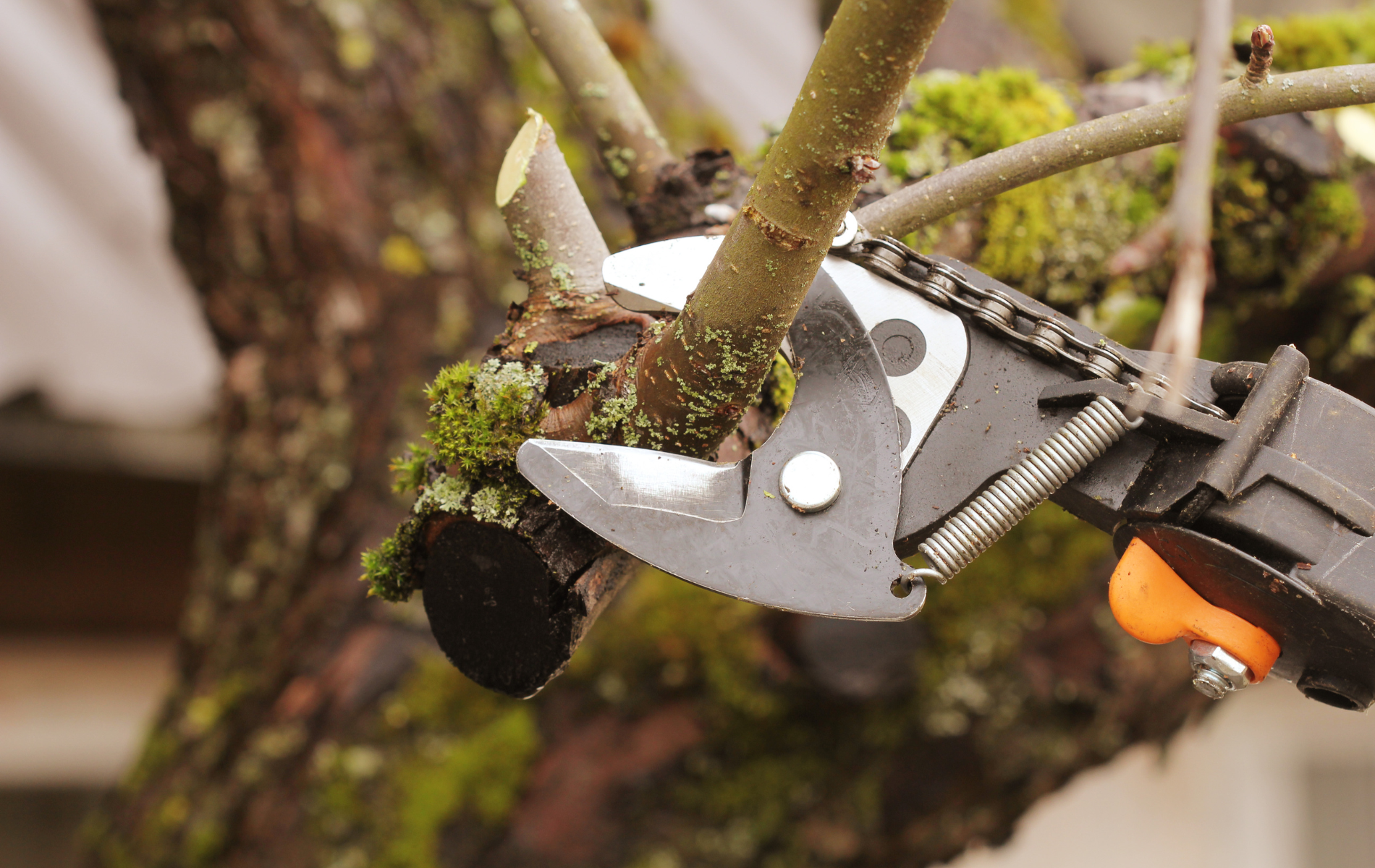 Close-up of pruning shears cutting a tree branch with moss. Black shears with silver blades, brown tree bark, green moss.
