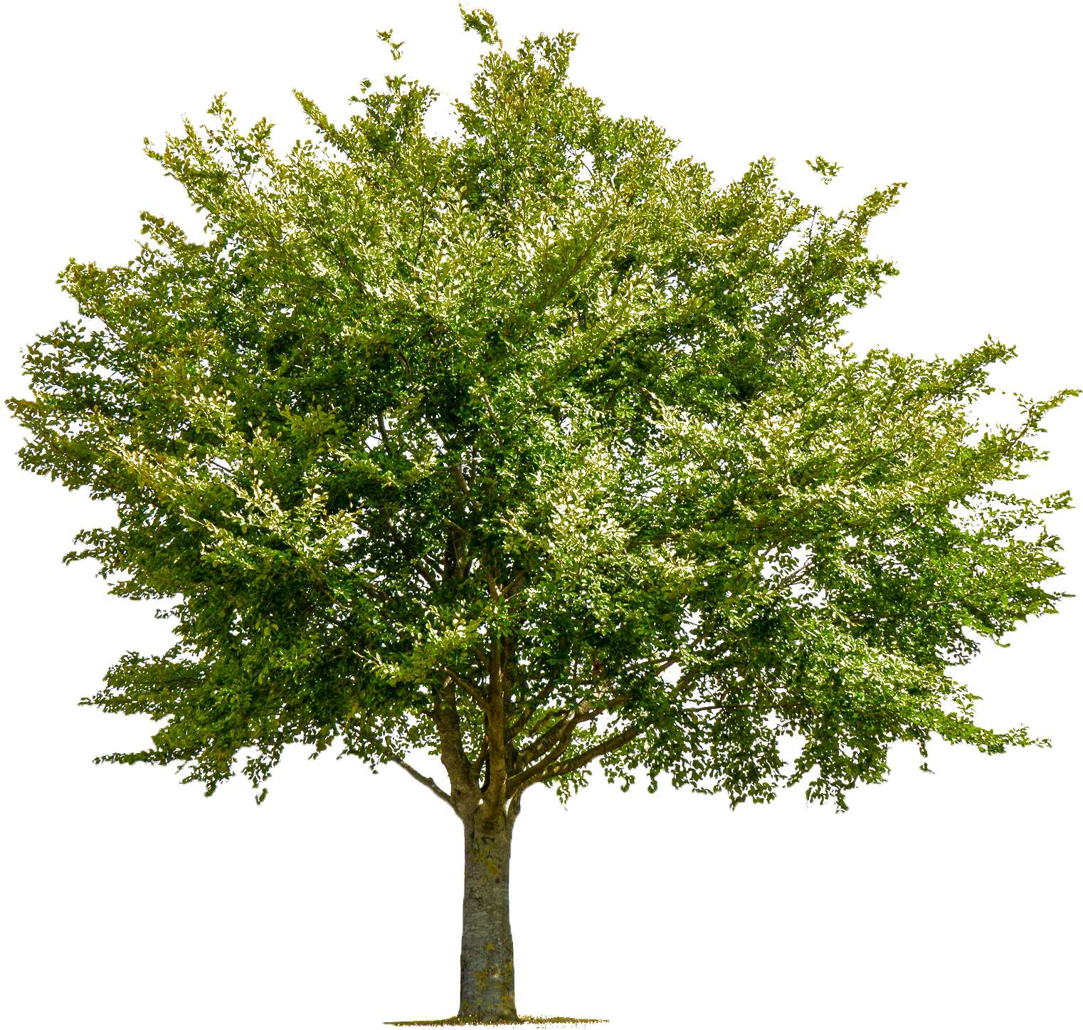 Green Tree — Crystal River, FL — S&T Tractor Worx LLC