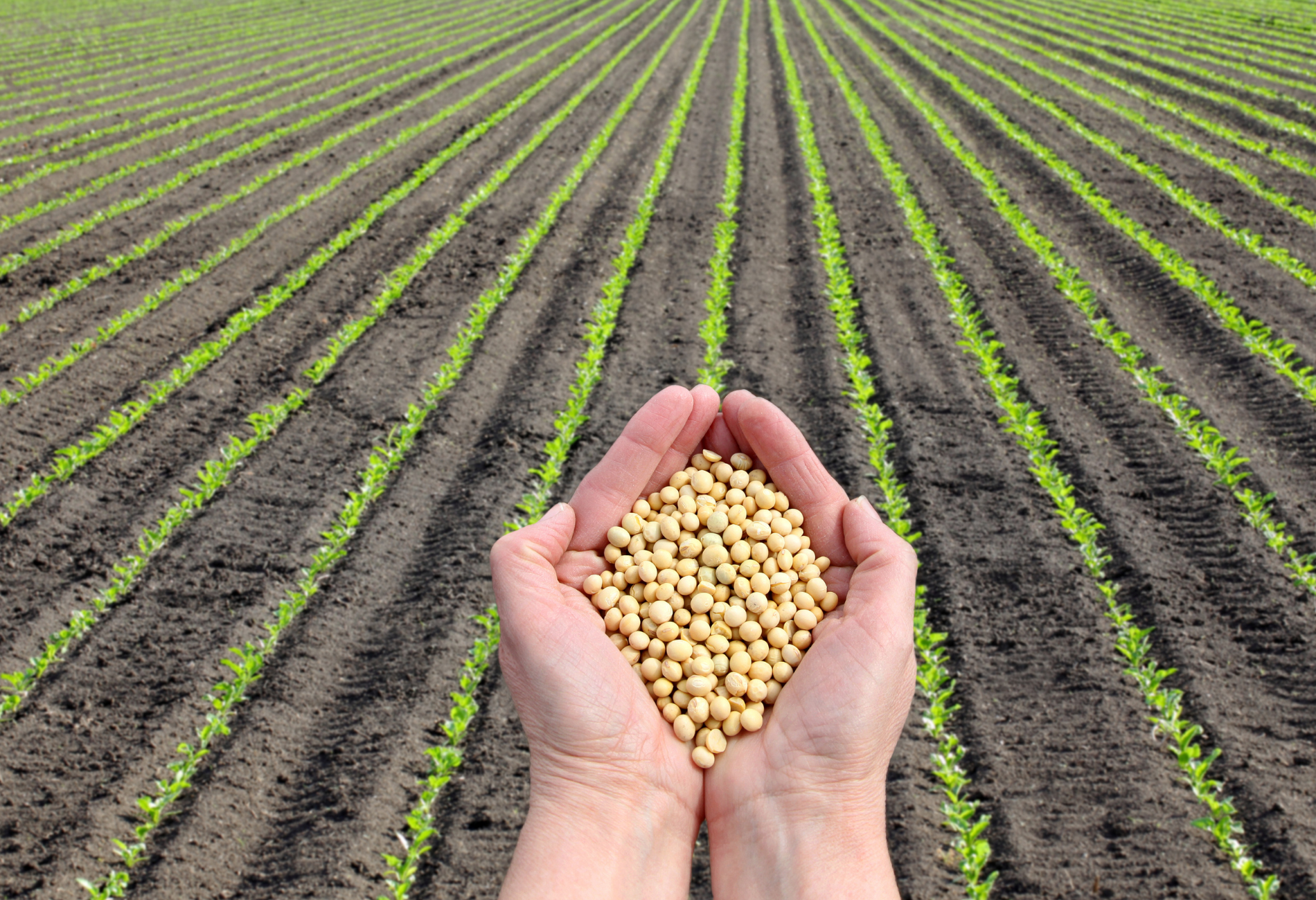 Hands holding soybeans with a field of young soybean plants in the background.
