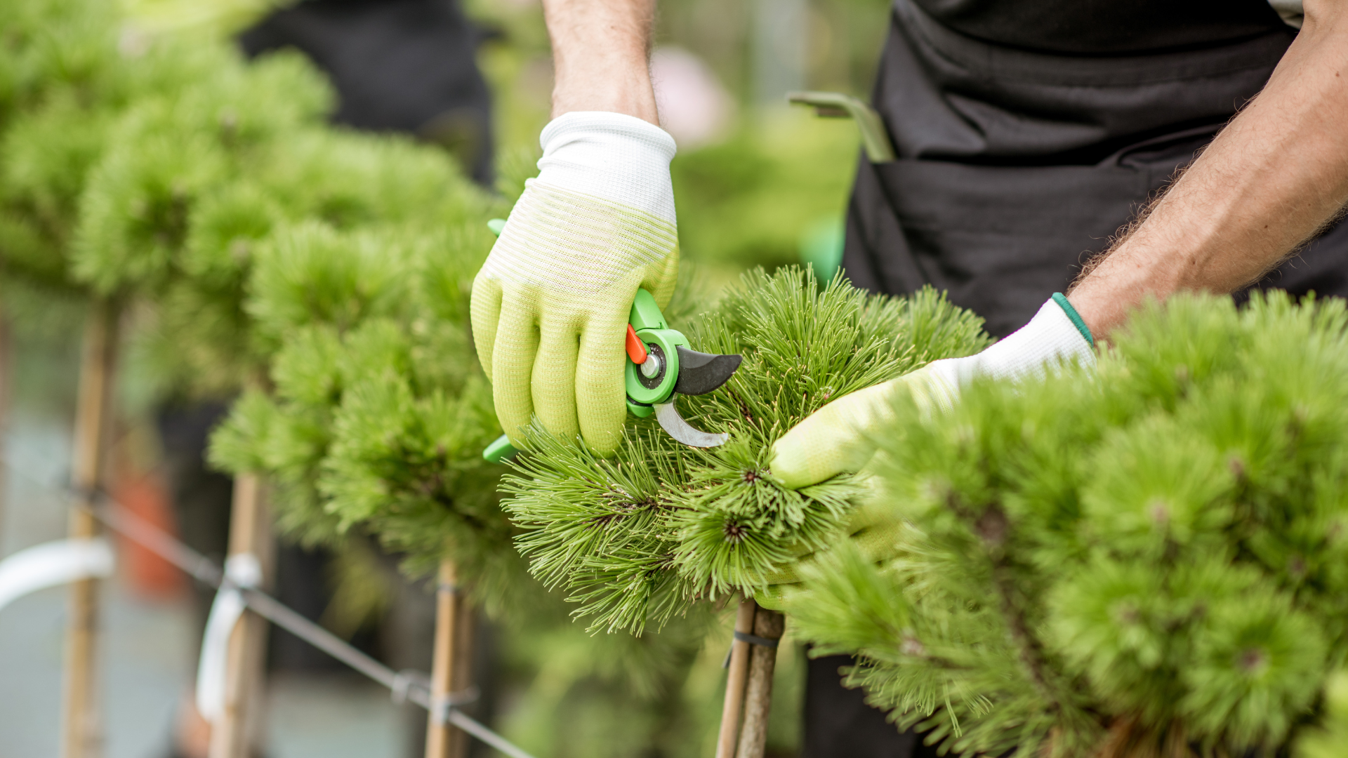 A person is using a hedge trimmer to trim a bush.