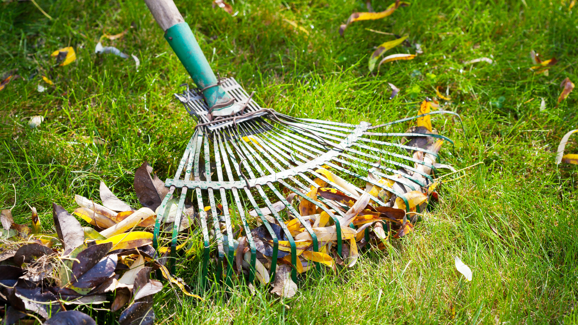 Rake with leaves on grass. Green and yellow fall foliage being raked.