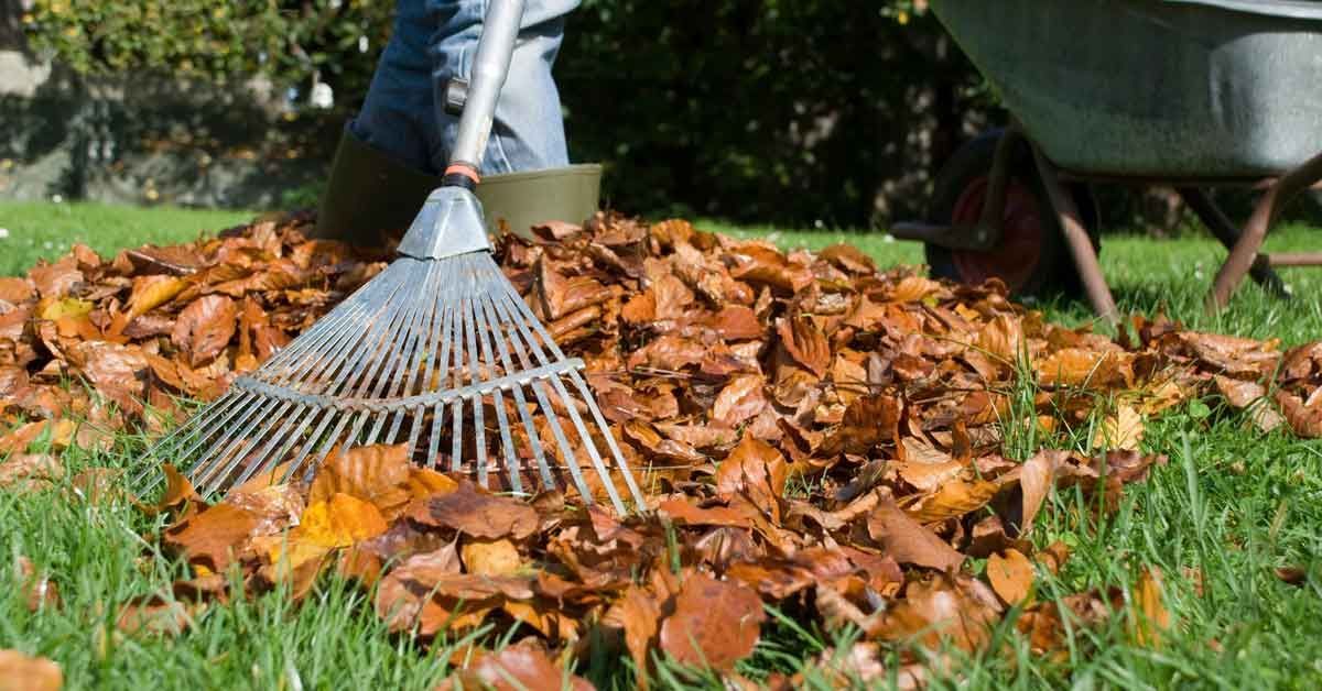 Person raking autumn leaves on a grassy lawn with a wheelbarrow in the background.