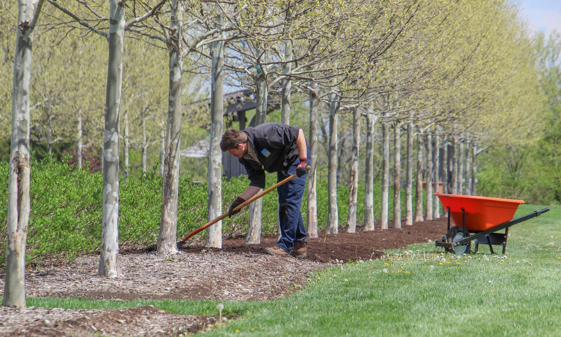 Person raking mulch around trees in a row, with a wheelbarrow nearby on a grassy lawn.