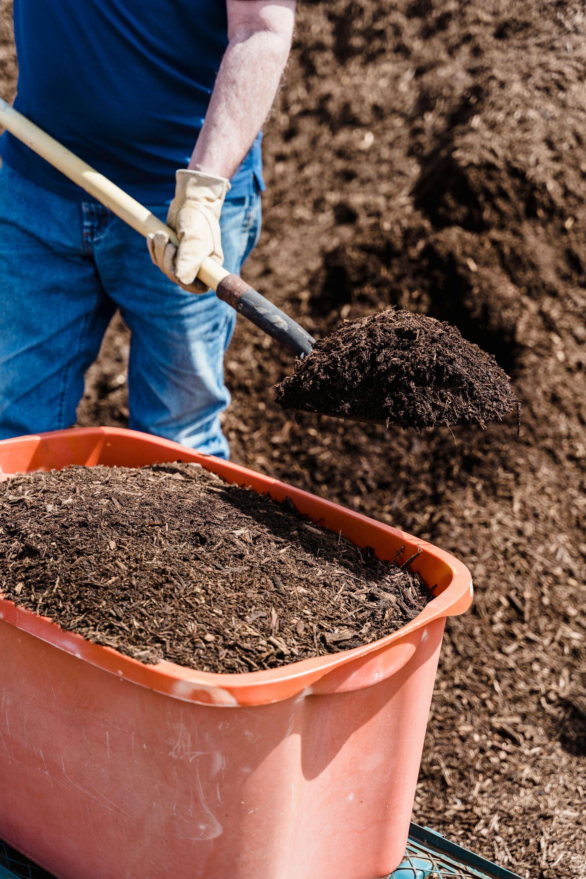 Person shoveling mulch into a red wheelbarrow, outdoors.