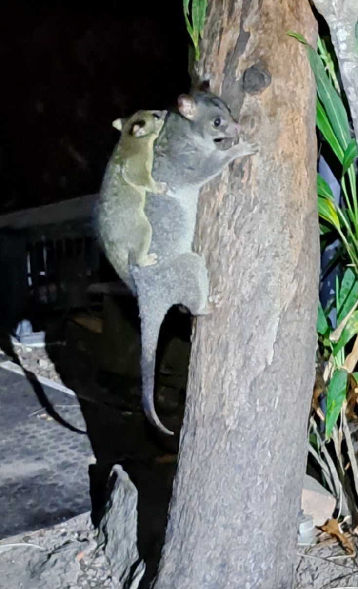 A couple of animals are sitting on top of a tree.