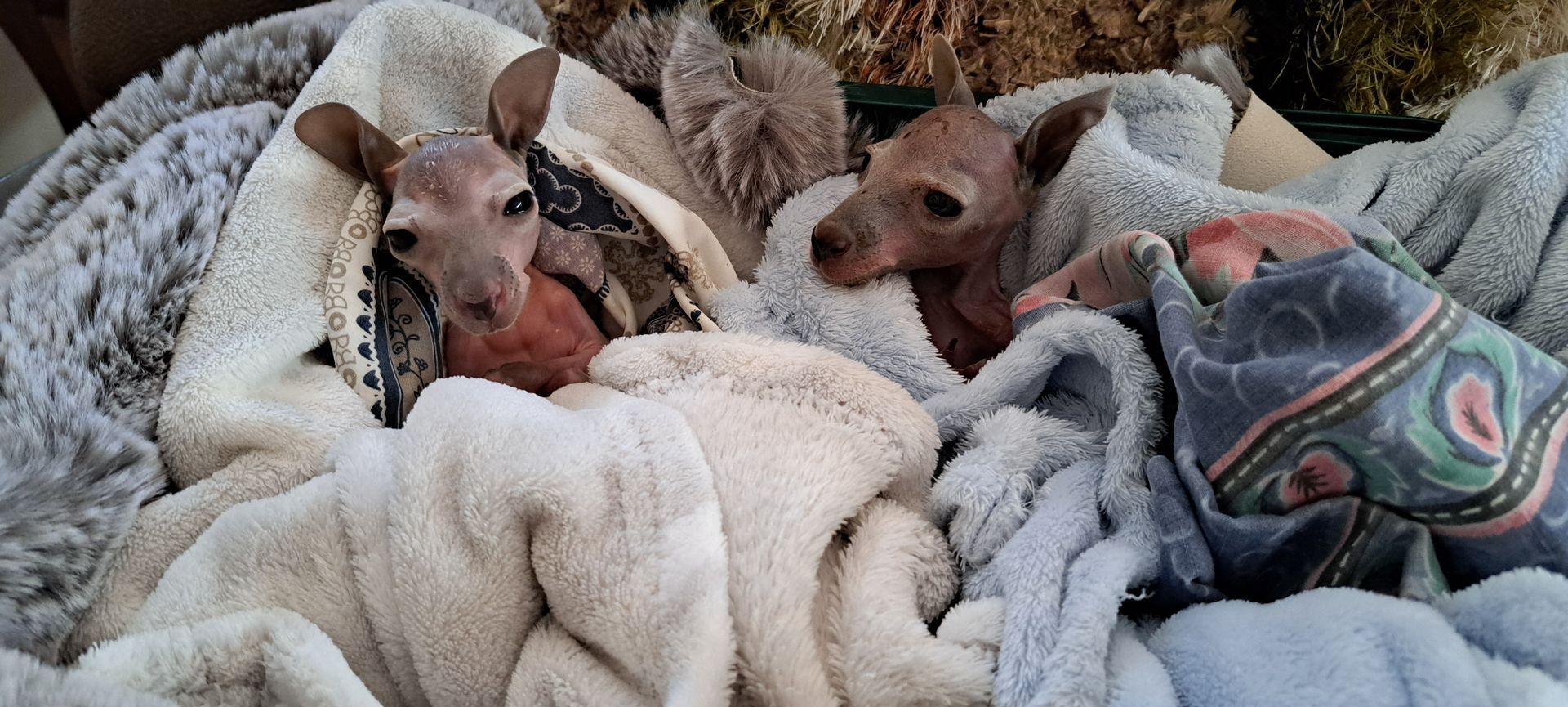 A group of kangaroos wrapped in blankets.