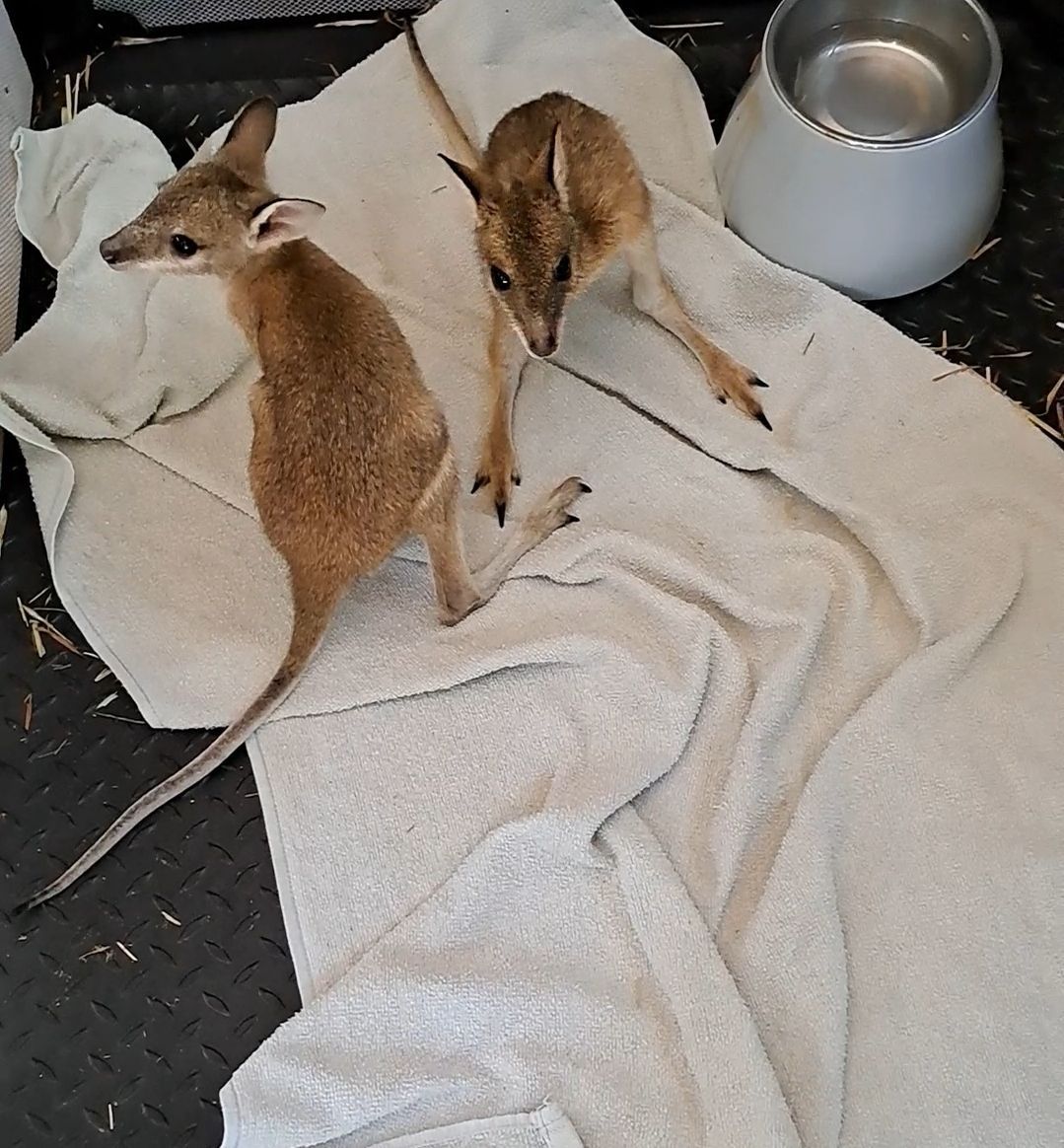 Two kangaroos are laying on a blanket next to a bowl of water