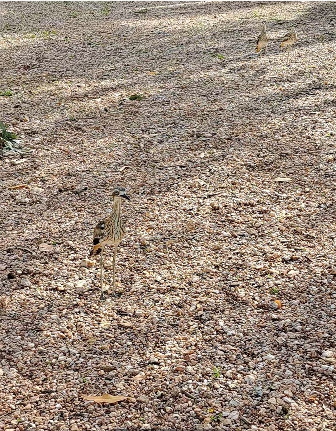 A bird is standing in the middle of a gravel field.