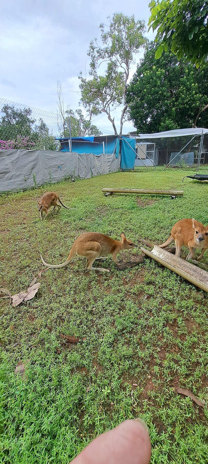 A Possum is Sitting on Top of a Metal Railing at Night — Nina's Ark Wildlife Sanctuary In Finniss Valley, NT