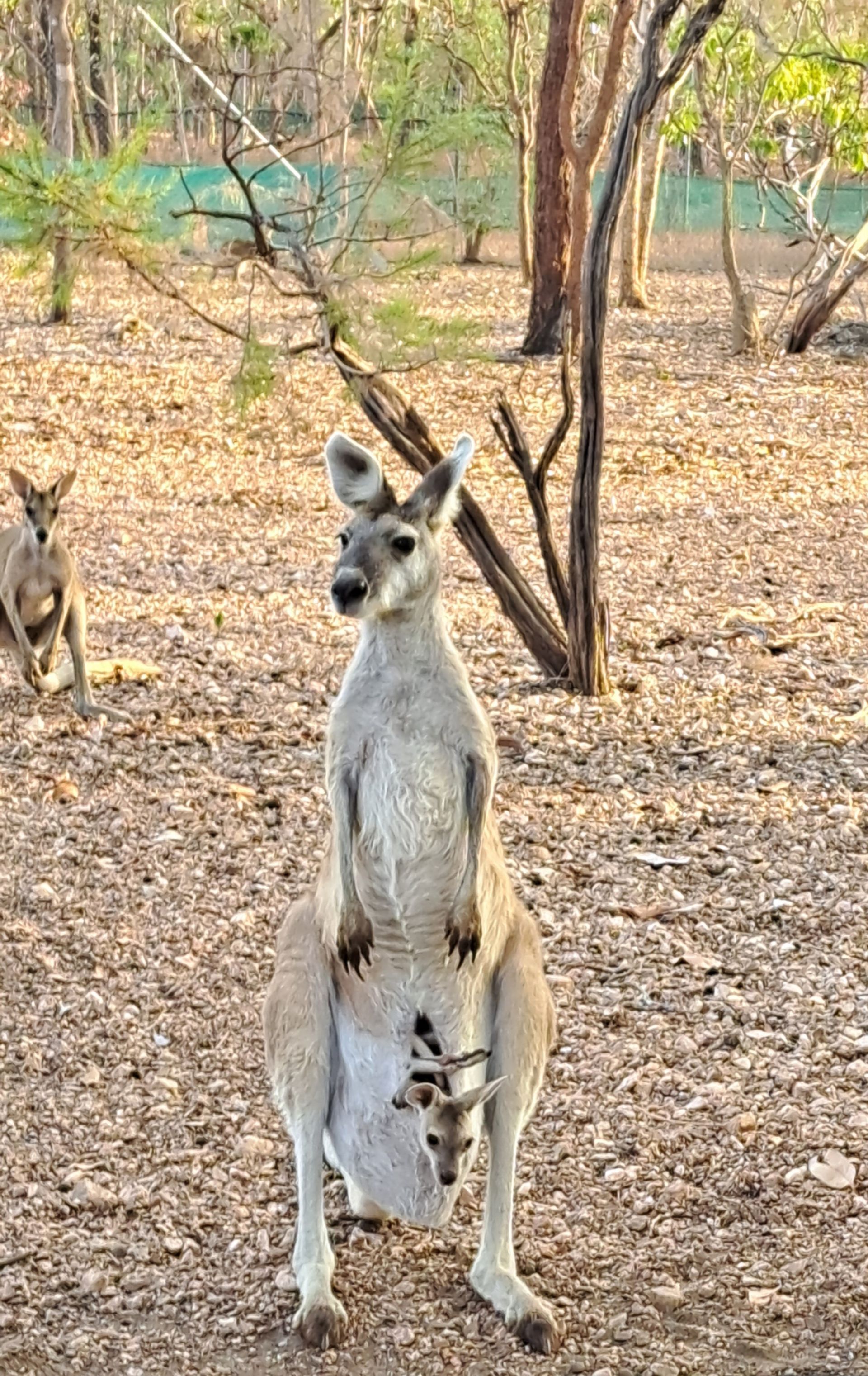 A kangaroo is standing in the dirt holding a baby kangaroo in its pouch.
