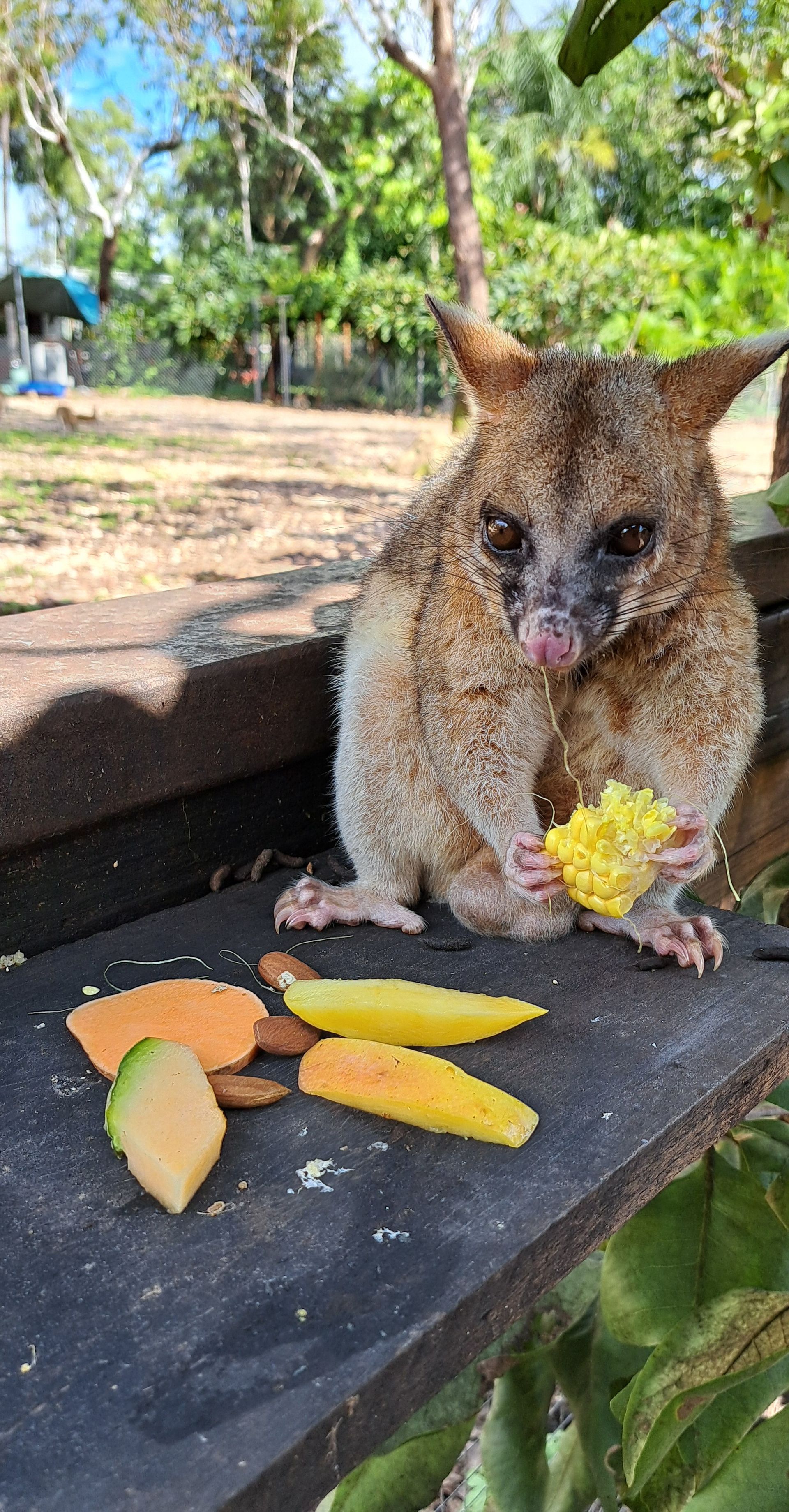 A small animal is eating corn on the cob on a wooden table.