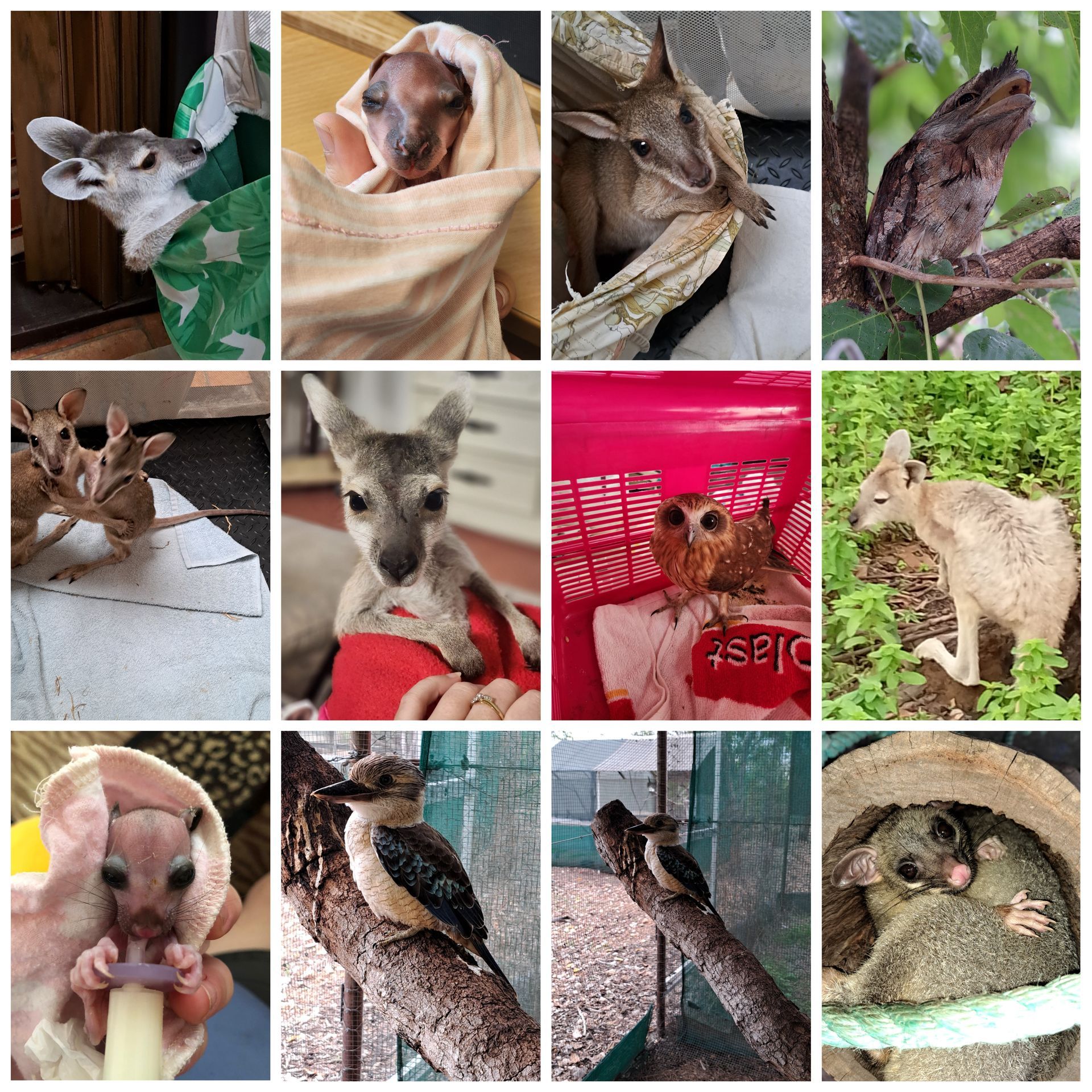 A collage of pictures of various animals including a kangaroo