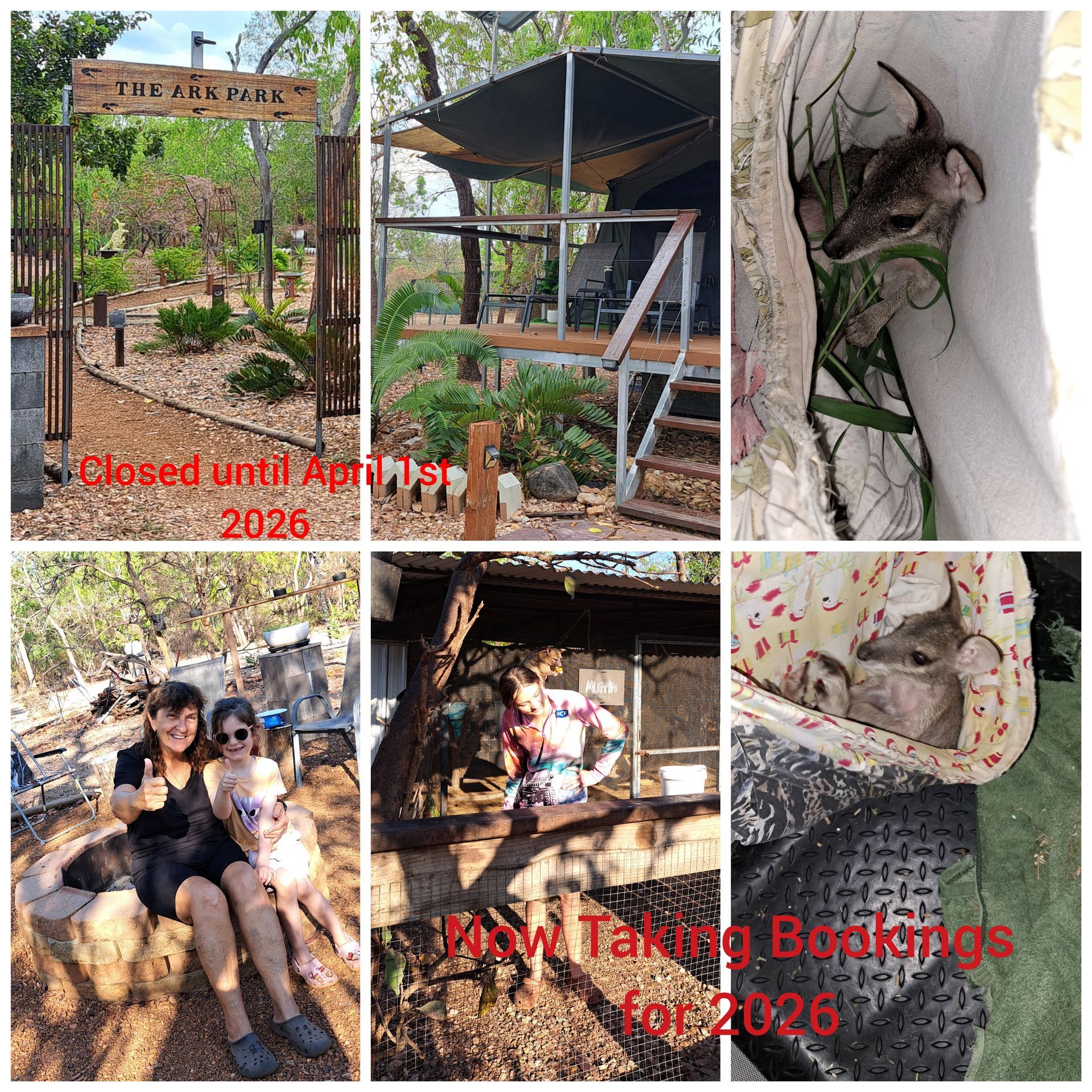 A Bird is Sitting on a Palm Tree Branch — Nina's Ark Wildlife Sanctuary In Finniss Valley, NT