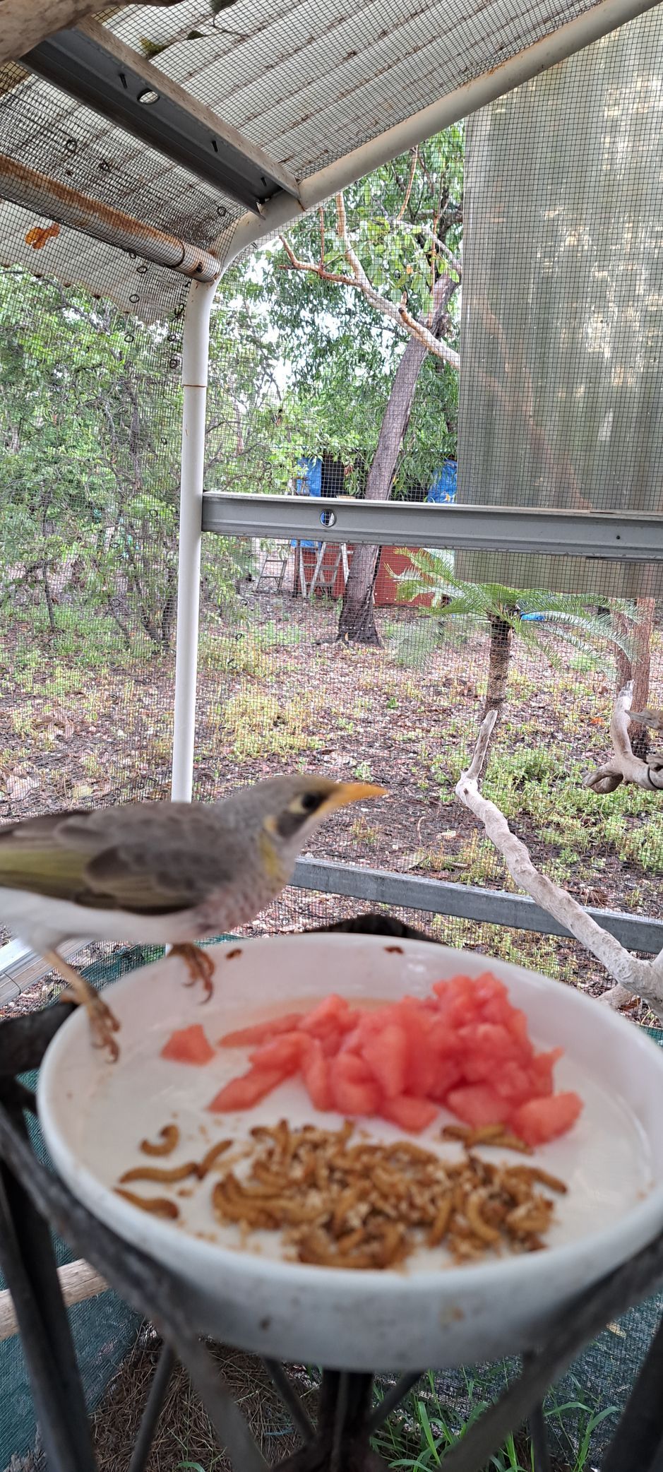 A bird is sitting on top of a plate of food.