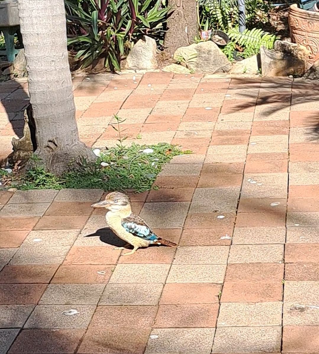 A bird is standing on a brick walkway next to a tree.