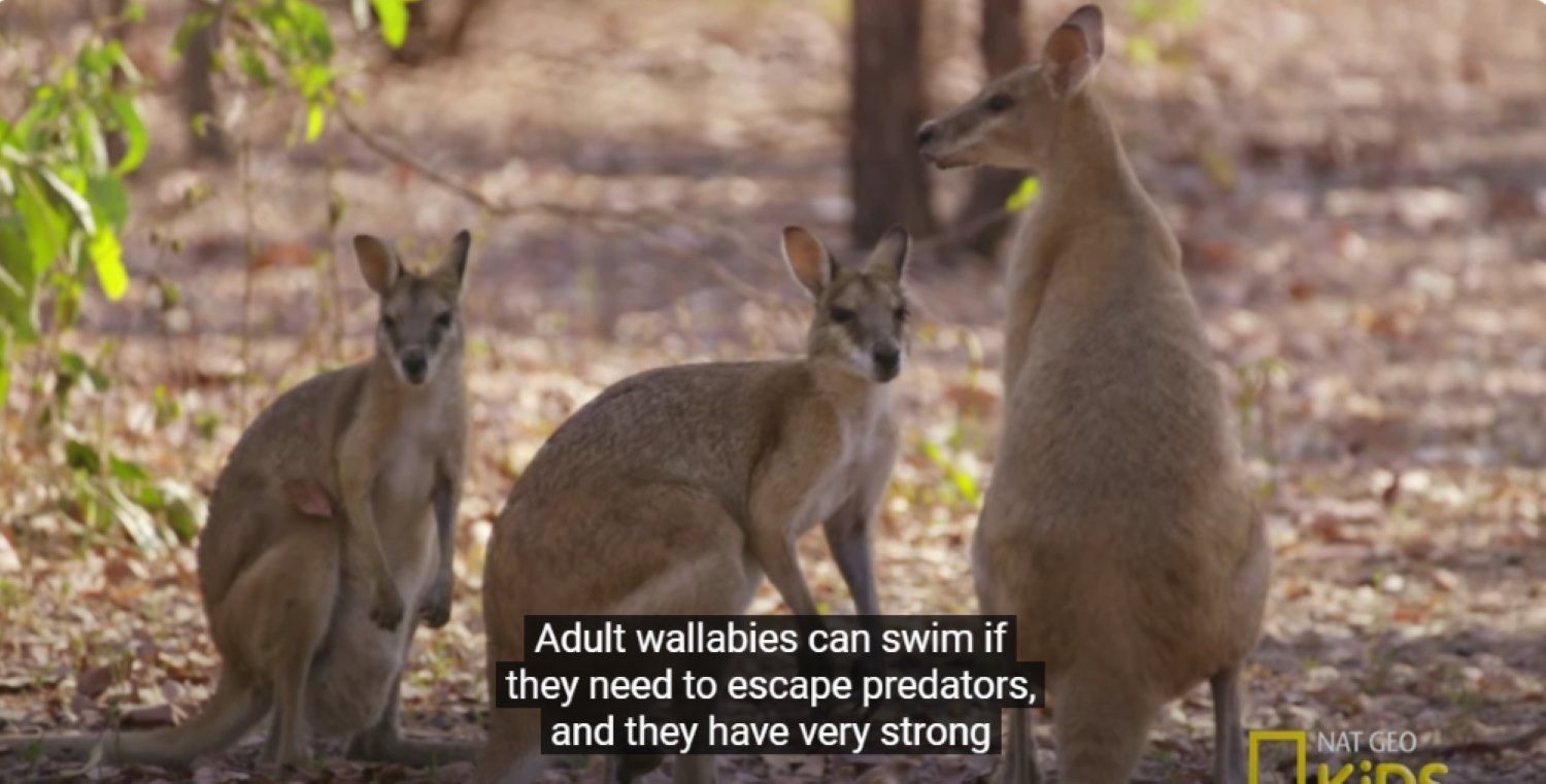 Three Kangaroos Standing Next to Each Other — Nina's Ark Wildlife Sanctuary In Finniss Valley, NT
