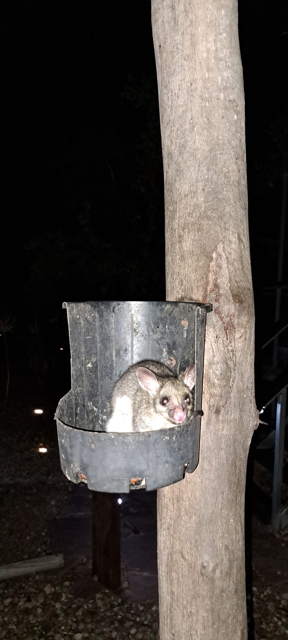 A mouse is sitting in a bucket attached to a tree.