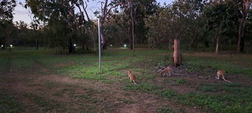 A Couple of Kangaroos Are Walking Through a Grassy Field — Nina's Ark Wildlife Sanctuary In Finniss Valley, NT