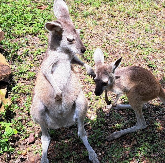 A Kangaroo and a Baby Kangaroo Are Standing Next to Each Other in the Grass — Nina's Ark Wildlife Sanctuary In Finniss Valley, NT